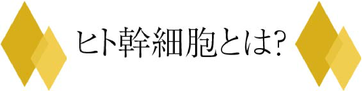 ヒト幹細胞とは？